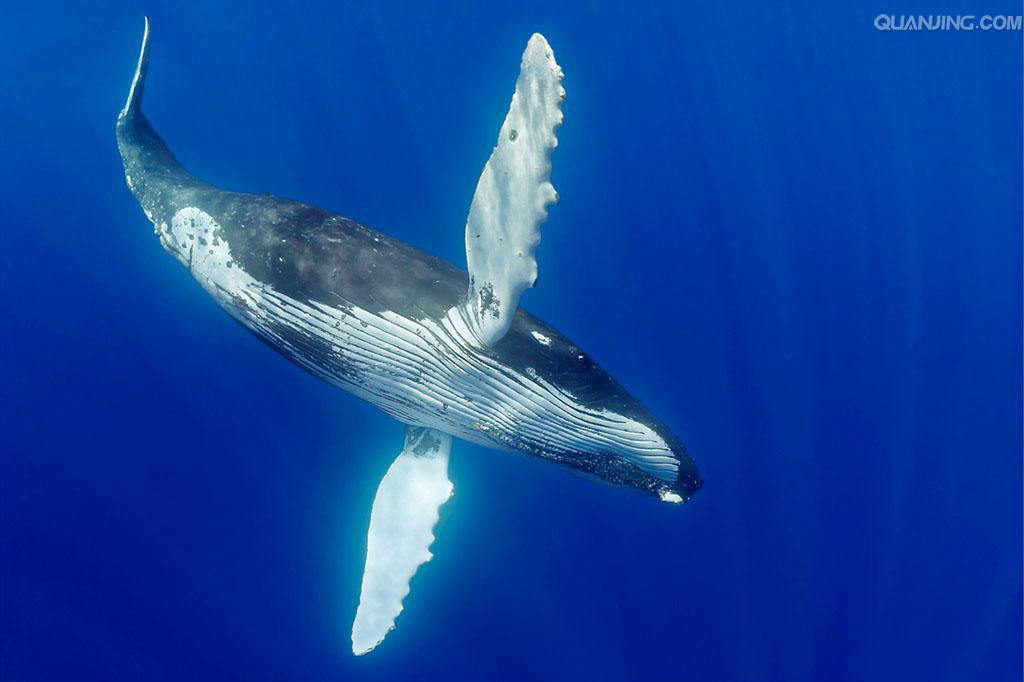 生物学家呼吁取消鲸偶蹄目这一分类术语插图