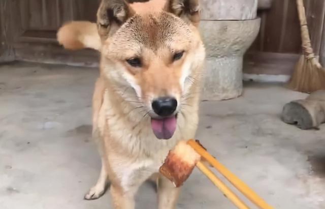 中华田园犬不吃用筷子喂的食物，是教养还是什么？插图