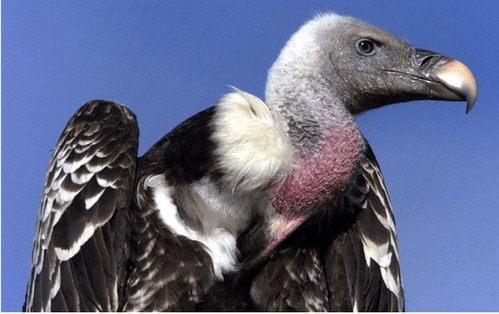 世界最濒危物种之一——加州秃鹰可以孤雌生殖插图
