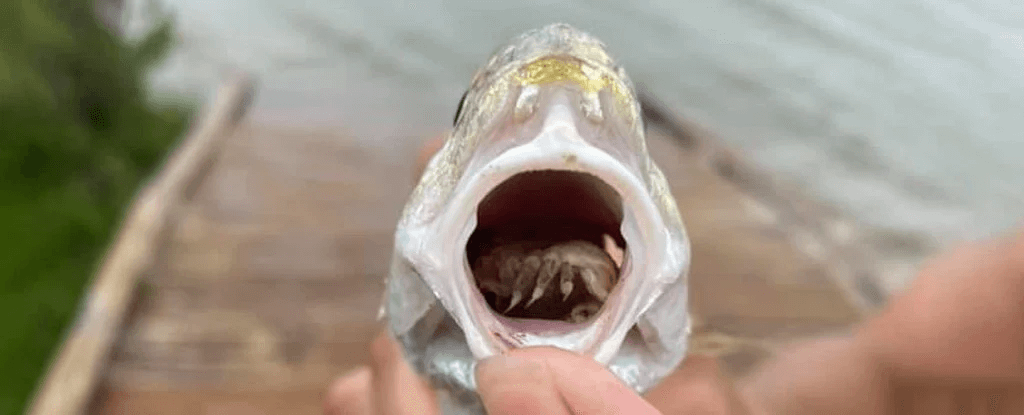 这条奇怪鱼的舌头长满了腿，腿上还有眼睛插图