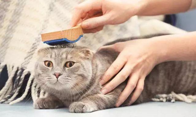 如何预防猫咪的“毛球症”？插图8